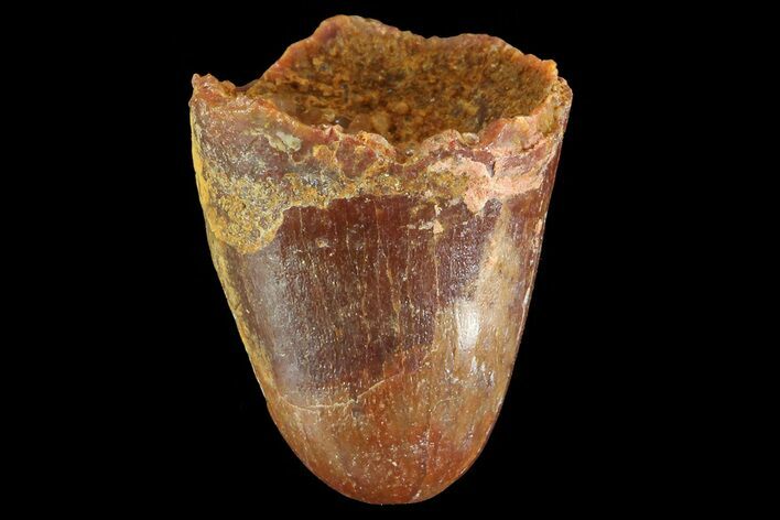Cretaceous Fossil Crocodile Tooth - Morocco #72773